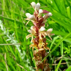 Satyrium cristatum
