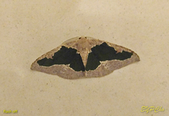 Celenna festivaria