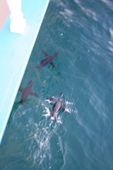 Spheniscus mendiculus