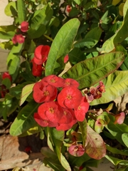 Euphorbia milii