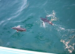 Spheniscus mendiculus