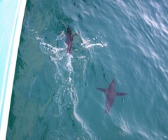 Spheniscus mendiculus