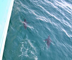 Spheniscus mendiculus