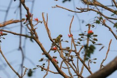 Psittacula alexandri fasciata