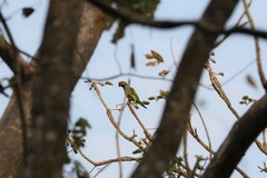 Psittacula alexandri fasciata