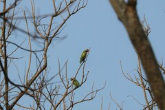 Psittacula alexandri fasciata