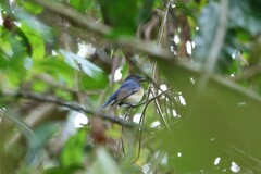 Cyornis glaucicomans