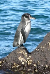 Spheniscus mendiculus