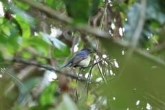 Cyornis glaucicomans
