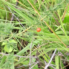 Asparagus microraphis