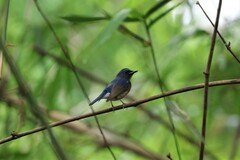 Cyornis glaucicomans