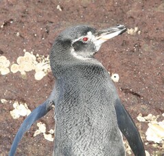 Spheniscus mendiculus