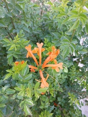 Tecomaria capensis