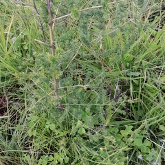 Asparagus microraphis