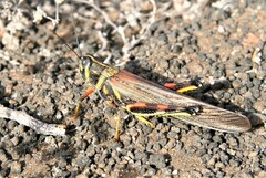 Schistocerca melanocera