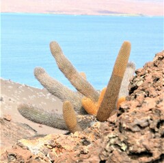 Brachycereus nesioticus