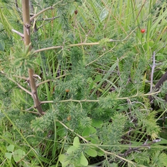 Asparagus microraphis