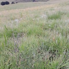 Asparagus microraphis