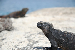 Amblyrhynchus cristatus