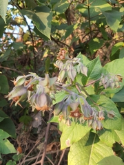 Trichodesma calycosum