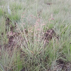 Monocymbium ceresiiforme