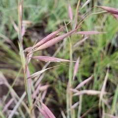 Monocymbium ceresiiforme