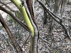 Eucalyptus behriana