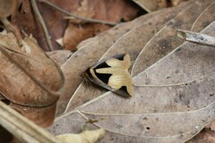 Fodina cuneigera