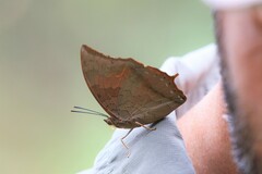 Charaxes bernardus