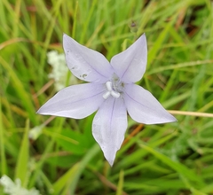 Wahlenbergia cuspidata