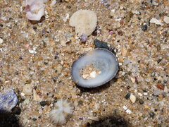 Scutellastra peronii