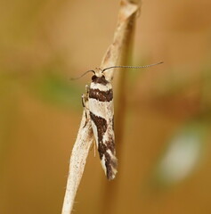 Macrobathra desmotoma