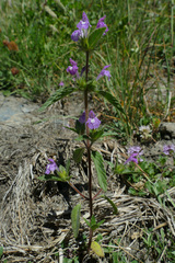 Galeopsis ladanum