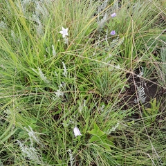 Wahlenbergia cuspidata