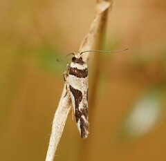 Macrobathra desmotoma