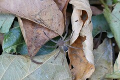 Heteropodinae
