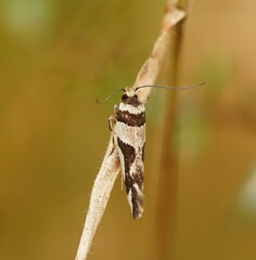 Macrobathra desmotoma