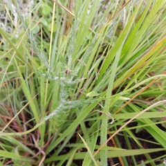 Wahlenbergia cuspidata