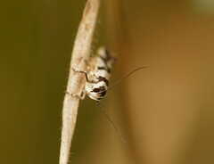 Macrobathra desmotoma