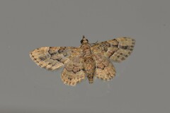 Gymnoscelis lophopus