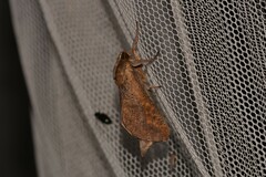 Elhamma australasiae