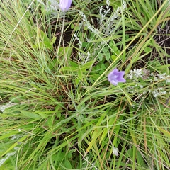Wahlenbergia cuspidata