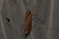 Elhamma australasiae