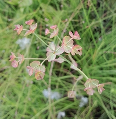 Euphorbia striata