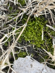 Hyophila involuta