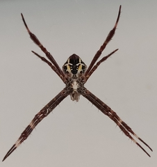 Argiope appensa