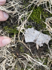 Hyophila involuta