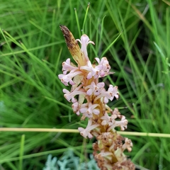 Satyrium longicauda