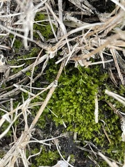 Hyophila involuta