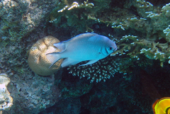 Amblyglyphidodon indicus